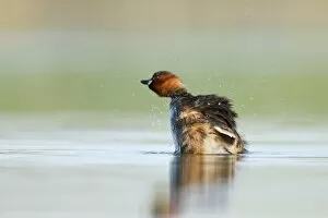 Little Grebe - Adult in summer plumage shaking off water