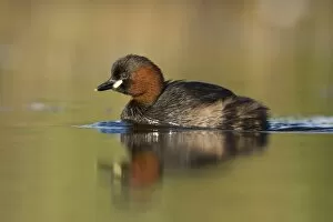 Little Grebe - Adult in summer plumage swimming
