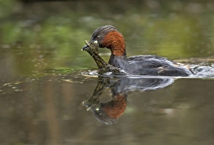 Little Grebe - carrying vegetation for nest material back to nest Little Grebe - carrying vegetation for nest material back to nest