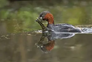 Little Grebe - carrying vegetation for nest material back to nest - Cromford - Derbyshire - England