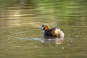 Images Dated 2nd May 2008: Little Grebe - Cromford Canal - Derbyshire - England