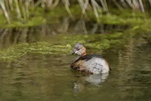 Little Grebe / Dabchick - Cley Marshes - Norfolk - UK