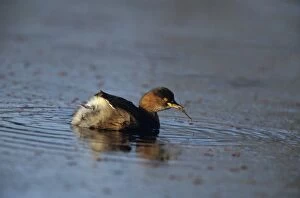 Images Dated 1st April 2005: Little Grebe (dabchick) - Feeding on mosquito Keoladeo National Park, India
