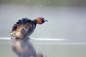 Little Grebe Little Grebe - Adult in breeding plumage, performing a characteristic shake to rid itself of excess water