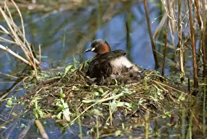 Nest Material Prints: Little Grebe - on nest