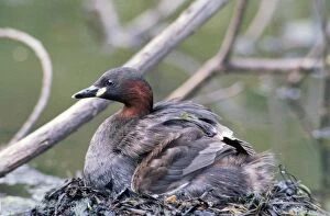 Images Dated 19th January 2006: Little Grebe - on nest with chick