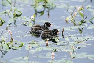 Images Dated 20th January 2006: Little Grebe - x2 chicks on water