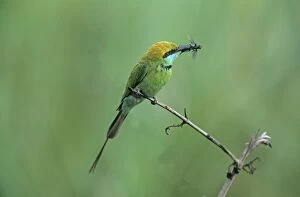 Images Dated 8th February 2007: Little Green Bee-eater with insect, Corbett National Park, India