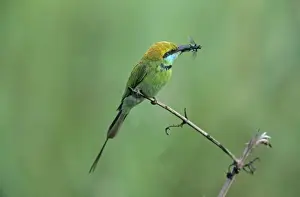 Bee Eater Prints: Little Green Bee-eater with insect, Corbett National Park, India