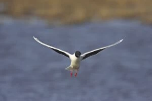 Little Gull - In Flight