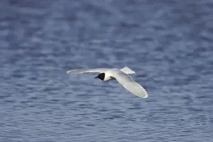 Little Gull - In Flight Larus minutus Hailuoto Island, Finland BI014573