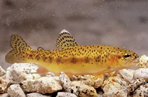 Trouts Prints: Little Kern Golden Trout
