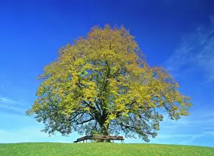 Tranquillity Prints: Little-leaf linden / Small-Leaved Lime / Small-leaved Linden single individual in colourful autumn foliage with bench
