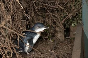 Images Dated 23rd August 2010: Little / Little Blue / Fairy Penguin - adult outside its nes