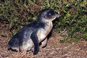 Images Dated 3rd February 2009: Little / Little Blue / Fairy Penguin - adult returning to la