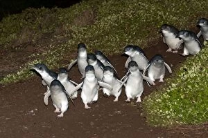 Images Dated 18th March 2009: Little / Little Blue / Fairy Penguin - adults returning to l