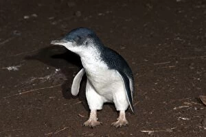 Images Dated 18th March 2009: Little / Little Blue / Fairy Penguin - adults returning to l