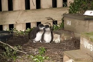 Images Dated 23rd August 2010: Little / Little Blue / Fairy Penguin - chicks at nest box ar