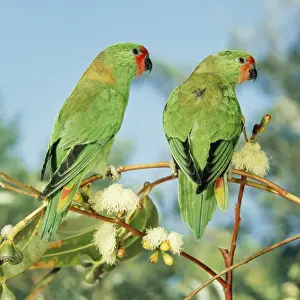 Lorikeet Prints: Little Lorikeet Distribution: East & South East Australia