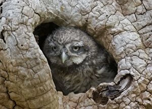 Images Dated 9th June 2007: Little Owl