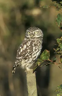 Little Owl