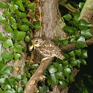 Little Owl - adult feeding young with Ghost Moth at nest entrance Little Owl - adult feeding young with Ghost Moth at nest entrance