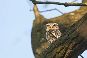 Little Owl - adult owl perched on branch - Germany