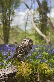 Images Dated 1st May 2010: Little Owl - in bluebell wood - controlled conditions 10259