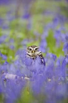 Images Dated 1st May 2010: Little Owl - in bluebell wood - controlled conditions 10256