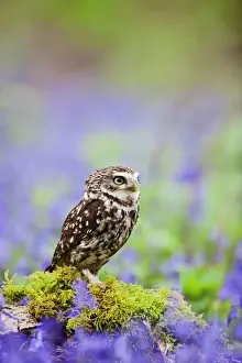 Owls Prints: Little Owl - in bluebell wood - controlled conditions 10257