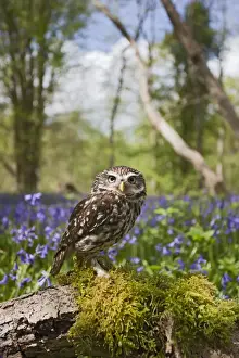 Little Owl - in bluebell wood - controlled conditions 10259