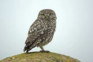Images Dated 13th April 2007: Little Owl - on boulder, Extremadura, Spain
