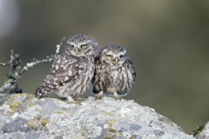 Images Dated 13th April 2009: Little Owl - courting pair on boulder
