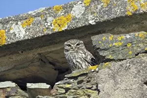 Images Dated 22nd April 2009: Little Owl - in derelict farm building