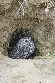 Little Owl - emerges from rabbit burrow - Bedfordshire - UK 006969