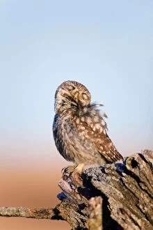 Images Dated 9th June 2012: Little Owl - with eyes closed - Spain