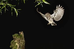 Images Dated 1st June 2011: Little Owl - in flight landing on stump
