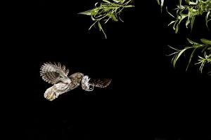 Images Dated 1st June 2011: Little Owl - in flight with Mouse prey