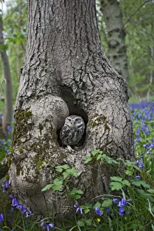 Wood Prints: Little Owl - in hole in tree - controlled conditions 10262