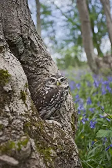 Little Owl - in hole in tree - controlled conditions 10267