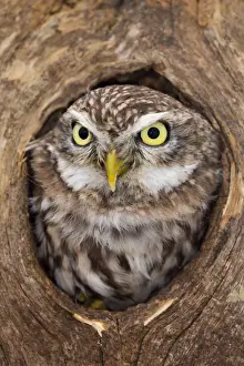 Bird Prints: Little Owl - in hole in tree - UK