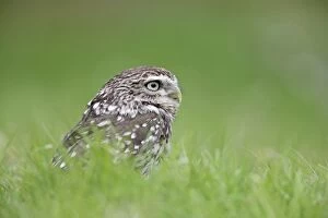 Images Dated 3rd May 2009: Little Owl - in long grass - Bedfordshire - UK 007156