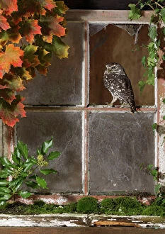 Little owl - looking out of barn window