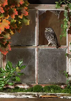 Window Prints: Little owl - looking out of barn window Bedfordshire UK 006412