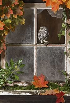 Little owl - with mouse in barn window