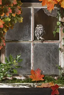 Little owl - with mouse in barn window Bedfordshire UK 006426