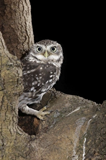 Images Dated 6th September 2008: Little owl - in nest hole Bedfordshire uk 006238