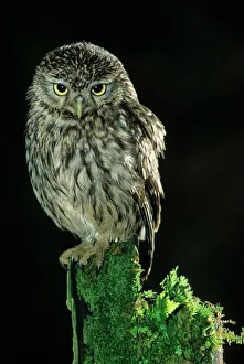 Little Owl