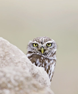 Little Owl