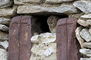 Images Dated 22nd August 2007: Little owl peering from window of seasonally abandoned Changpa dwelling